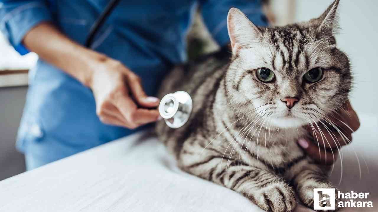 Pursaklar Belediyesi deneyimli veteriner hekim alacak!
