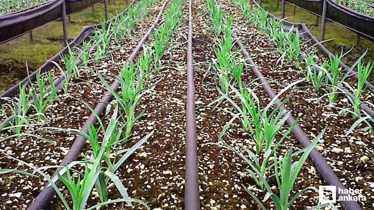 ABB'den çiftçilere yüzde 50 hibeli damla sulama borusu desteği