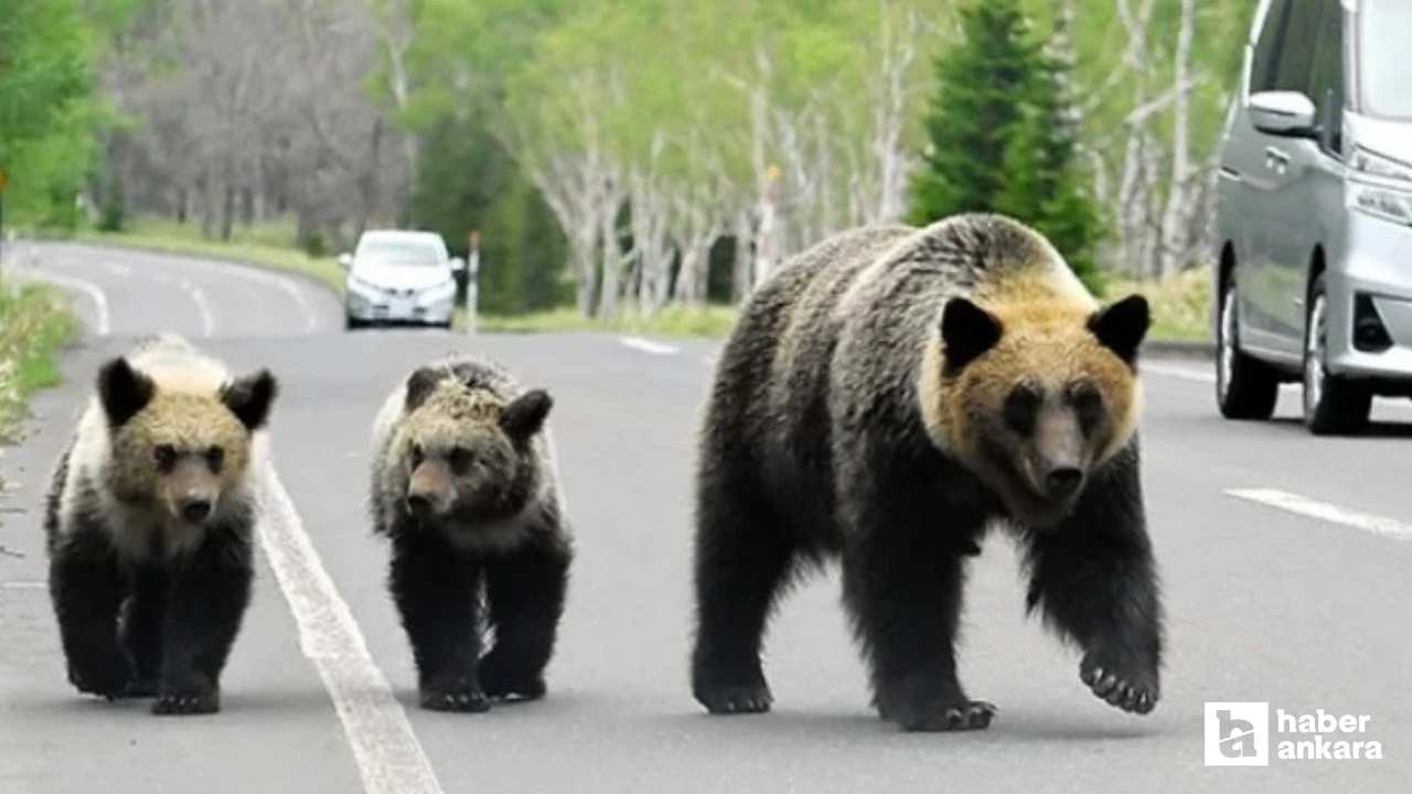 Japonya'da hükümet ayı saldırıları için yerel yönetimlere ek bütçe verecek