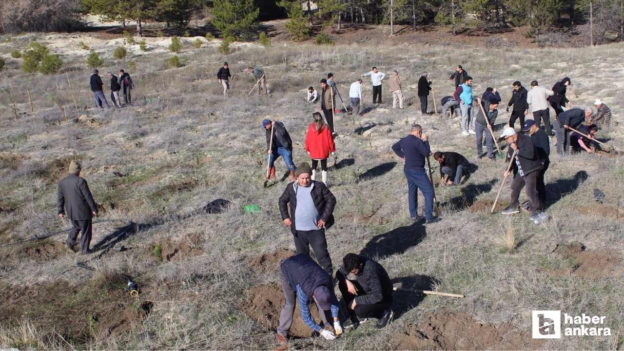 Beypazarı'nda hatıra ormanı için 250 fidan toprakla buluşturuldu