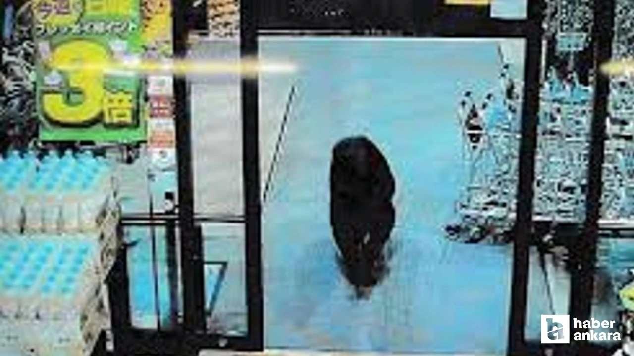 Japonya'da AVM'ye giren ayı operasyonla öldürüldü