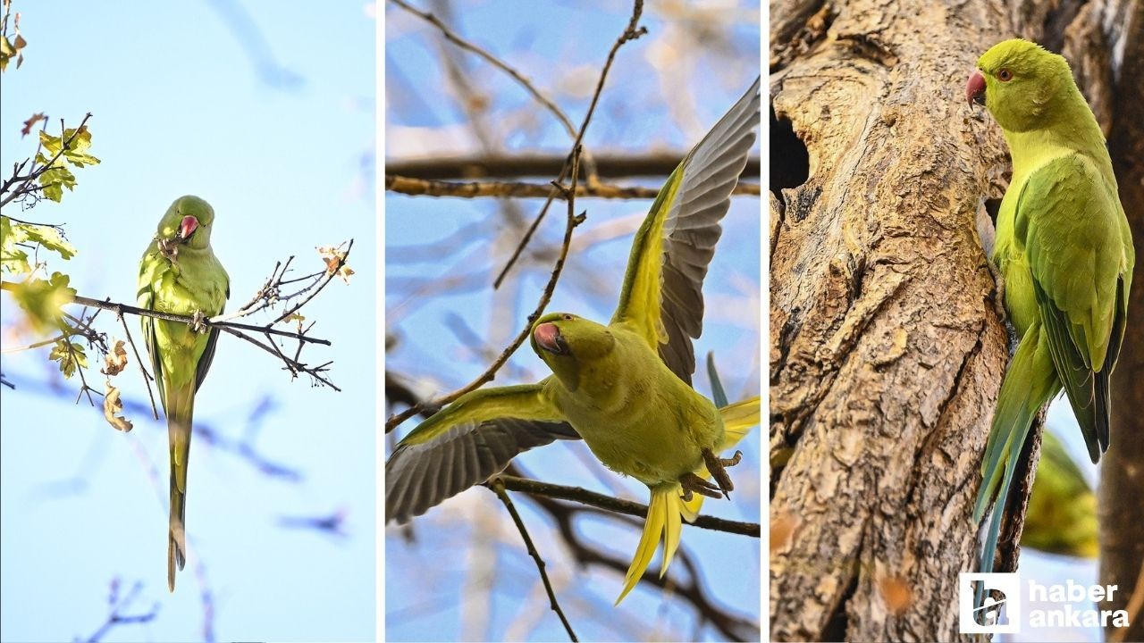 Kurtuluş Parkı'nda yaşayan Ankara'nın tropik kuşları