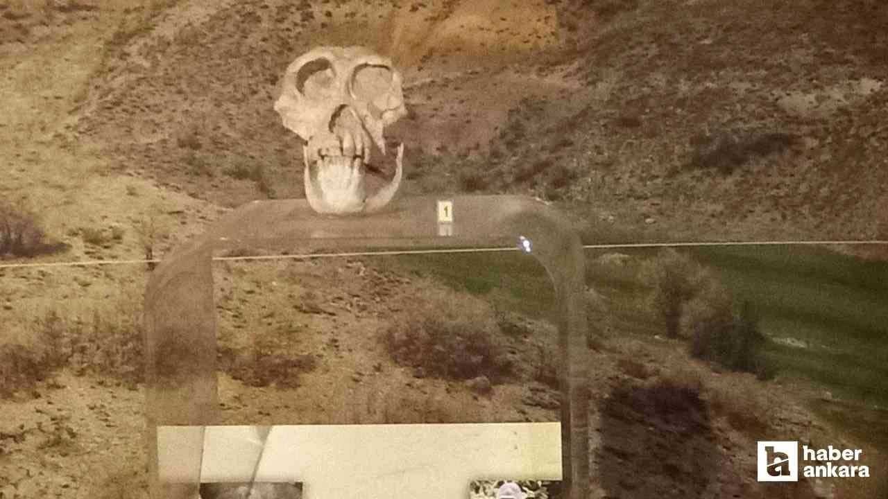 Ankara maymunu olarak biliniyor! 1957’de Kahramankazan’da bulundu!