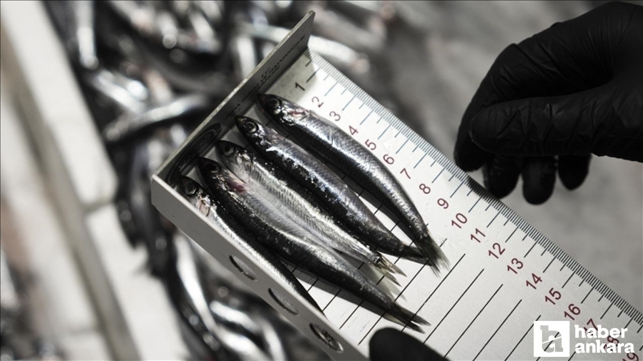 Başkentte 6 binden fazla su ürünleri denetimi gerçekleştirildi