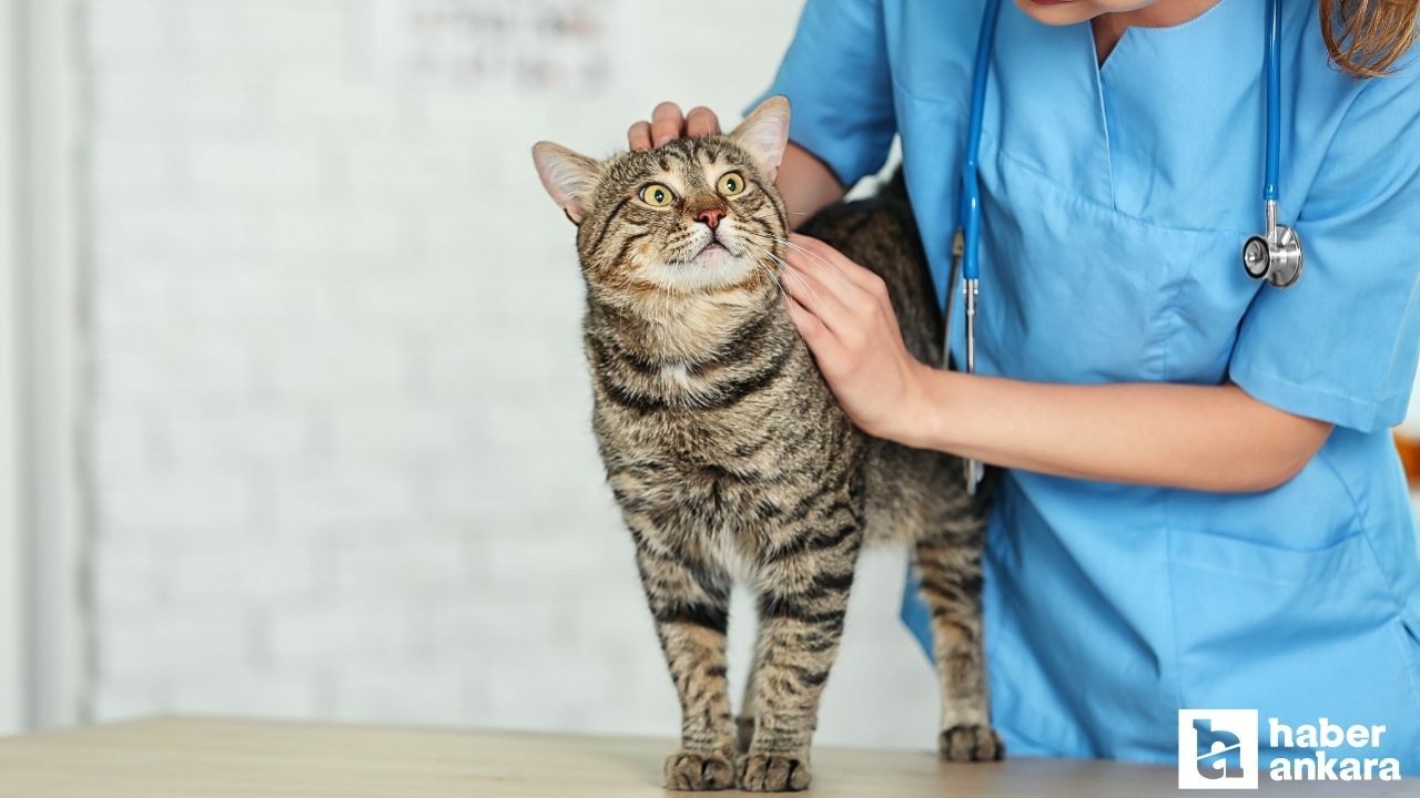 Bel-Pa Ankara daimi veteriner teknikeri alımı yapacak