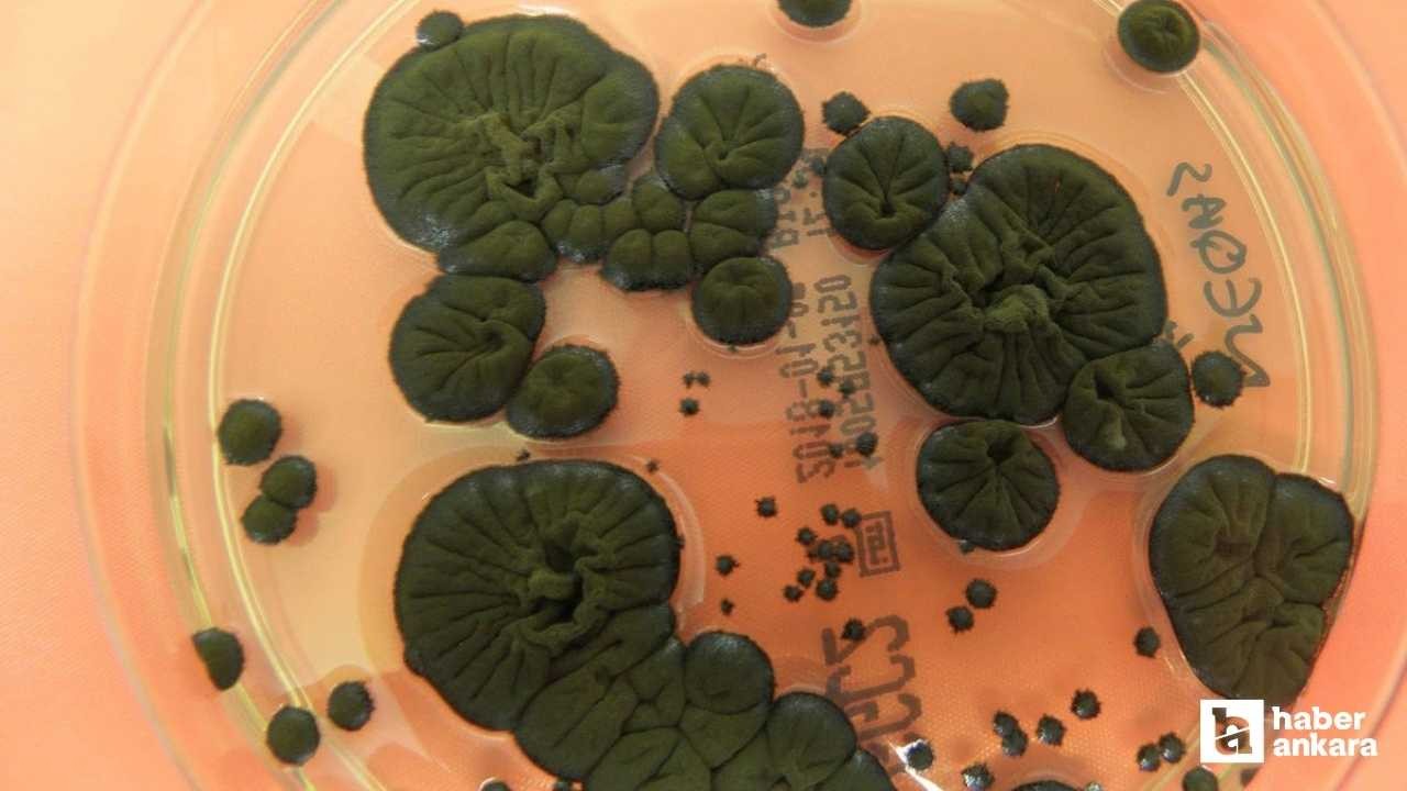 Çernobil’de radyasyon yiyen mantar keşfedildi