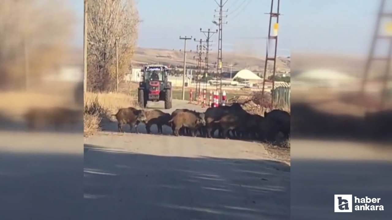 Elmadağ’da tarlalara dadanan domuz sürüsünü çiftçiler kovaladı