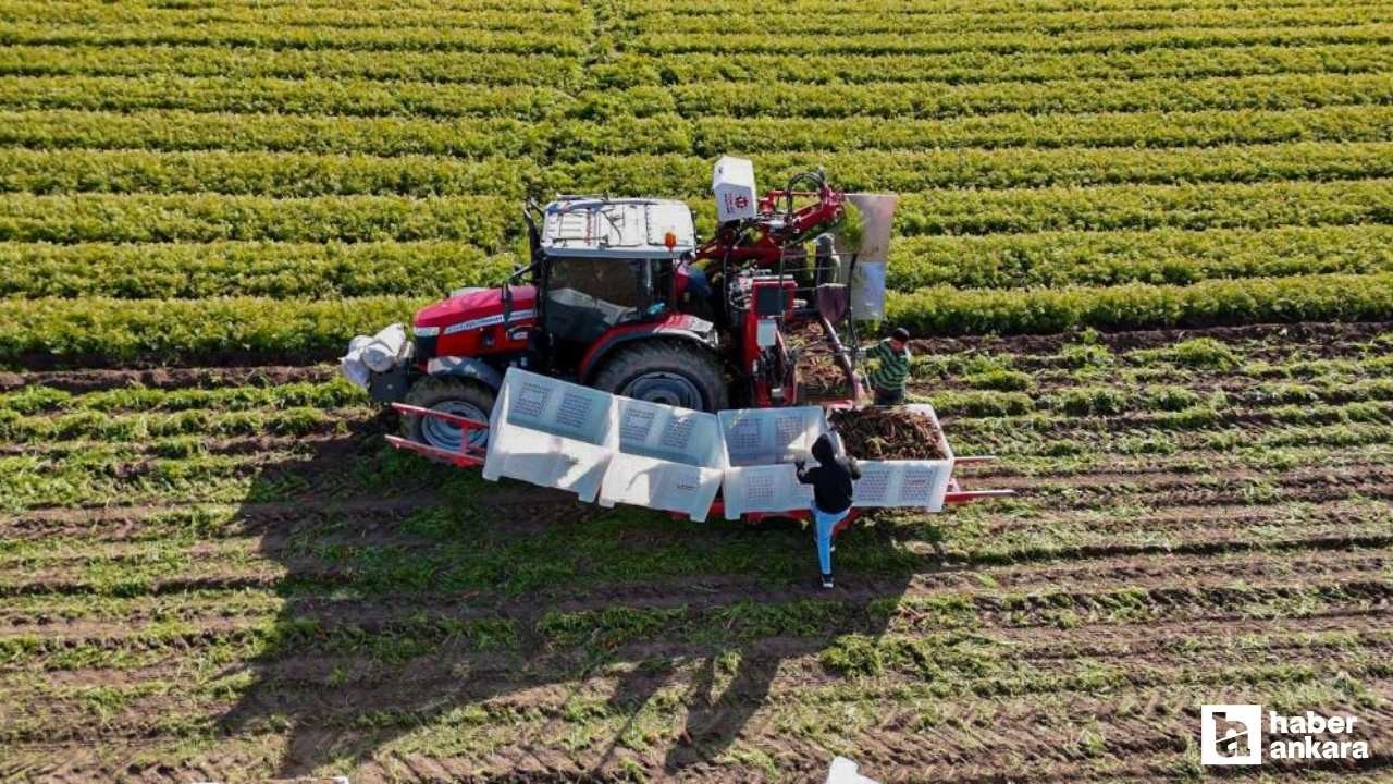 Beypazarı'nda hummalı kışlık havuç mesaisi başladı!