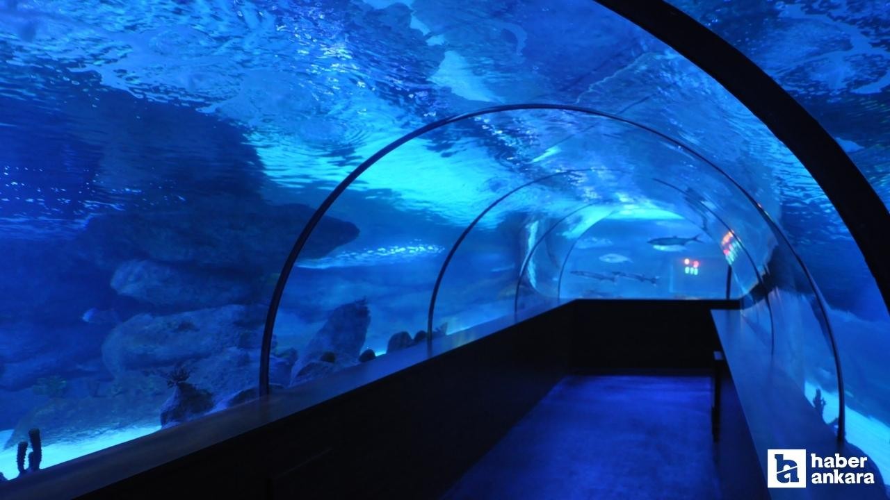 Ankara'nın okyanusa açılan tüneli! İçinde gezilen dev akyaryum: Aqua Vega