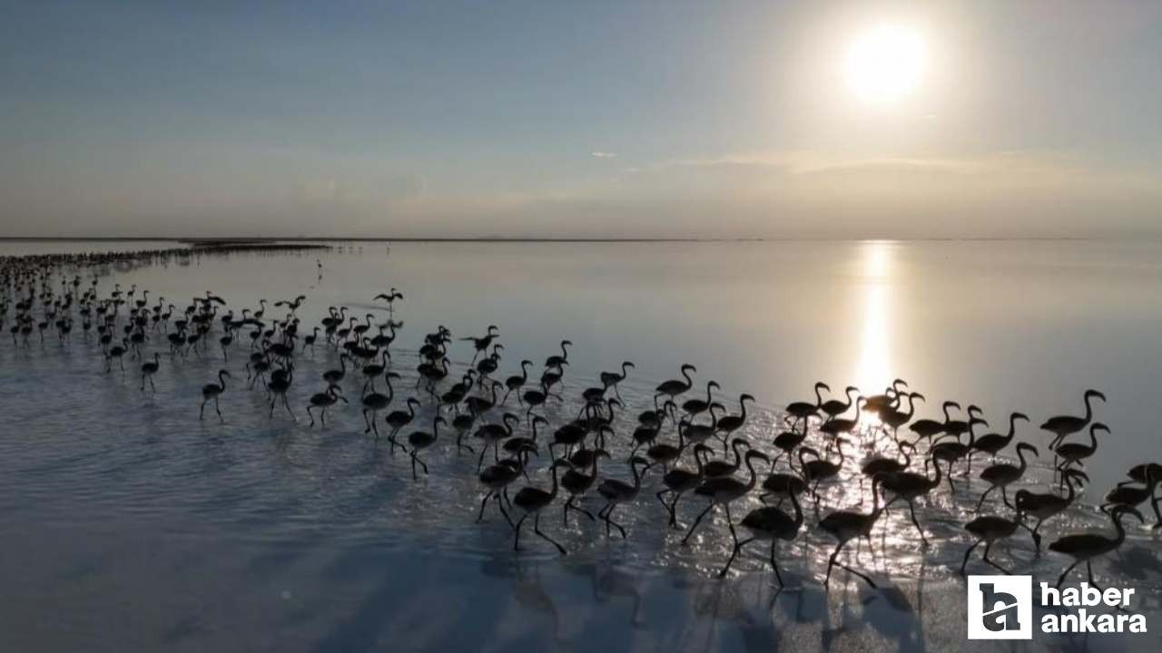 Tuz Gölü’nde kuraklık alarmı: Flamingolar artık gelmiyor!