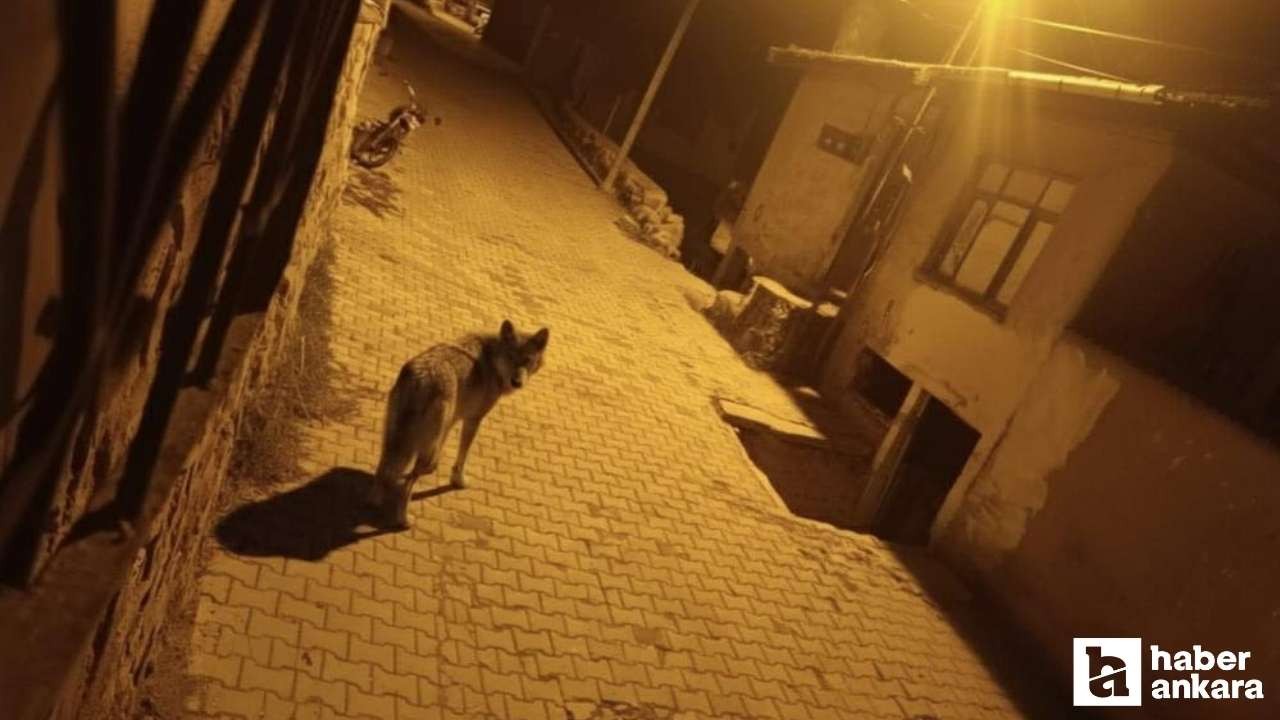 Aç kalan kurtlar Beypazarı'nda şehre indi!