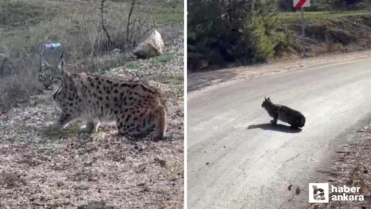 Nallıhan'da nesli tükenmekte olan vaşak görüntülendi