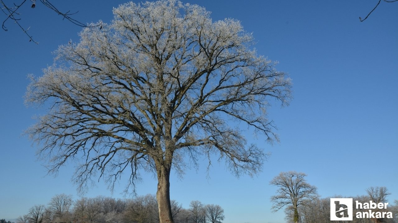 Ankara Valiliğinden bu gece için zirai don uyarısı!