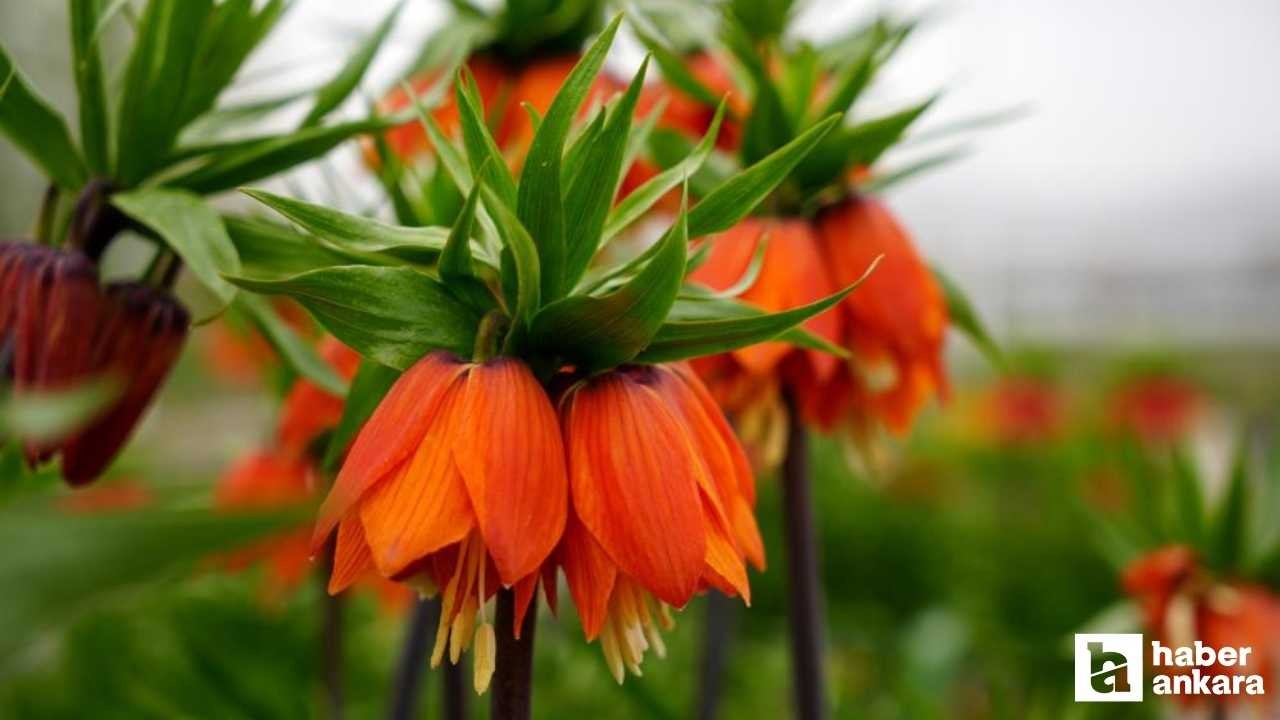 Bu çicekten uzak durun: Koparana 700 bin TL para cezası var!