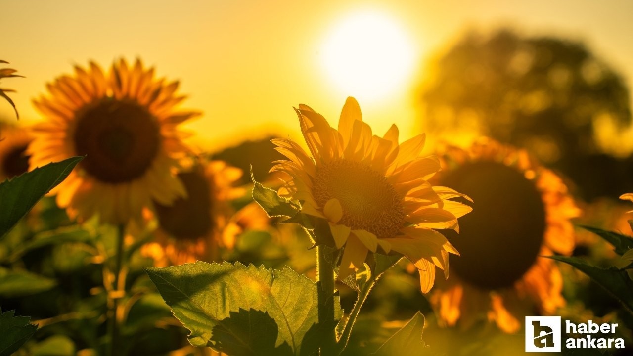 Yozgat'ta çiftçilere yağlık ayçiçeği tohumu desteği verildi