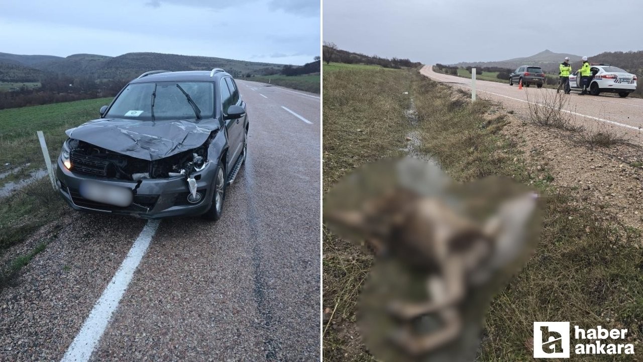 Beypazarı-Güdül yolunda bir araç yoldan geçen geyiğe çarptı: Geyik telef oldu