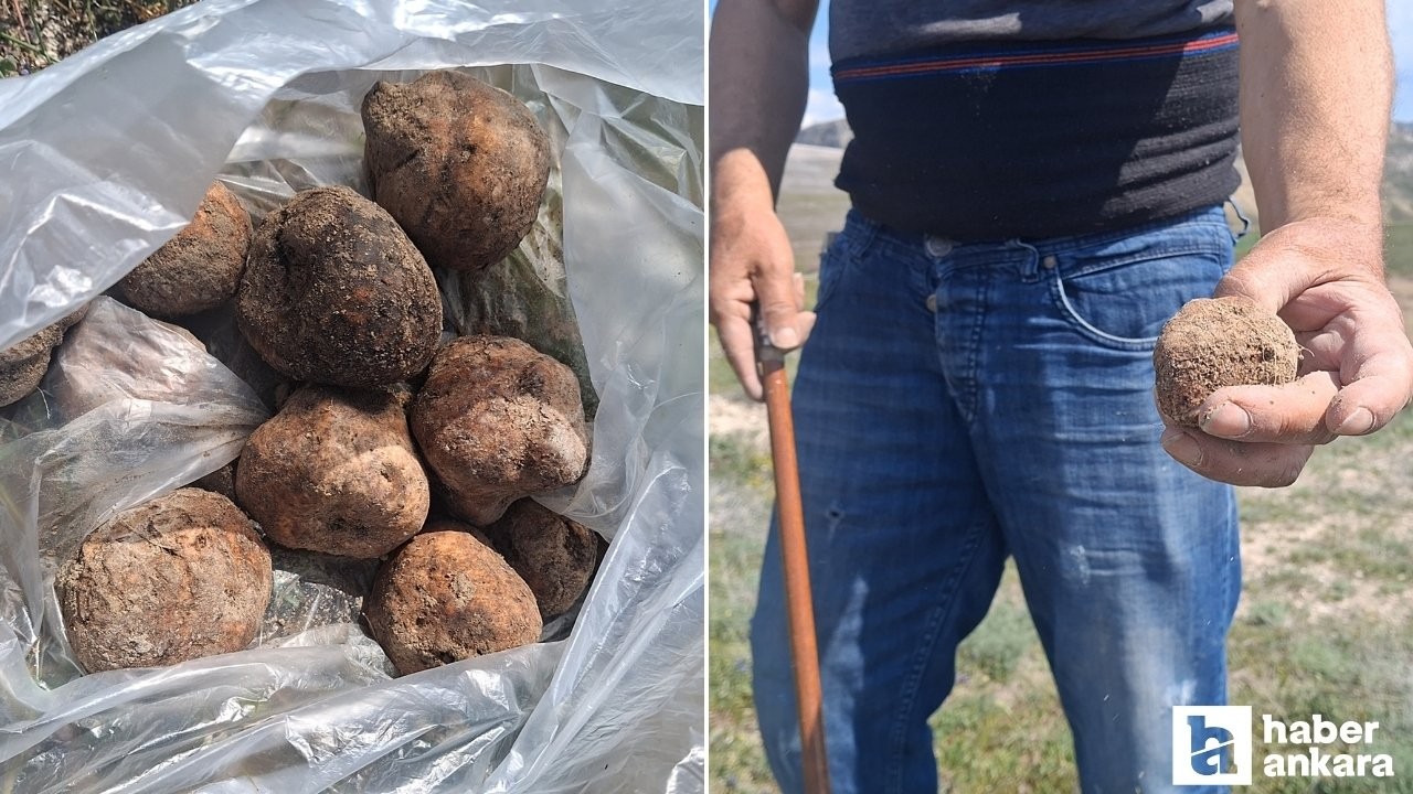 Beypazarı'nda mantar sezonu başladı