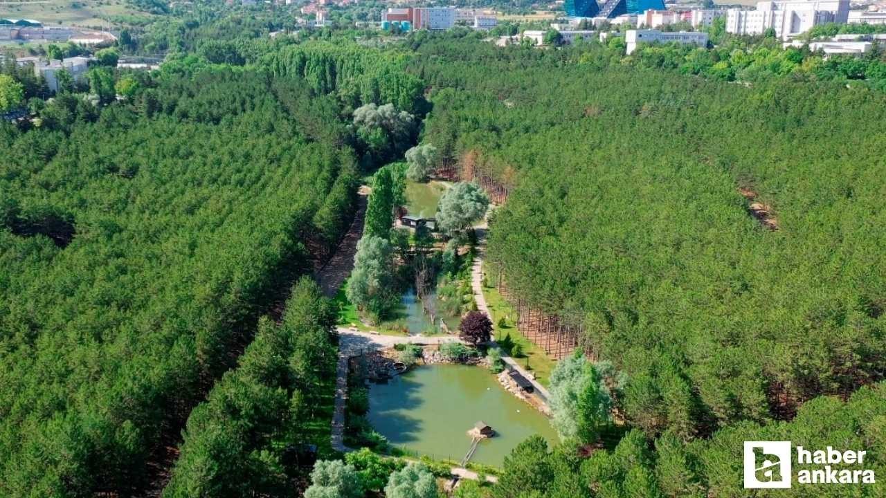 Hacettepe Üniversitesi'ndeki kara kaplumbağaları uydudan izleniyor