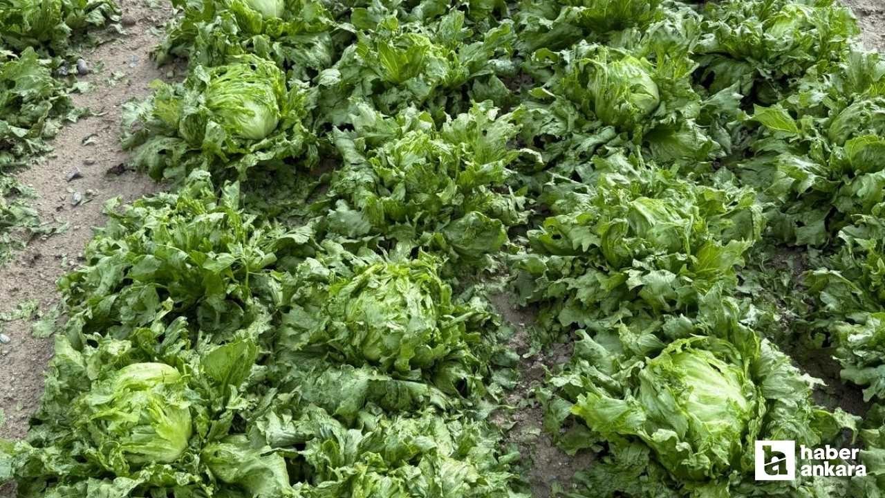Beypazarı'nda dolu ve fırtına ekili alanlara zarar verdi