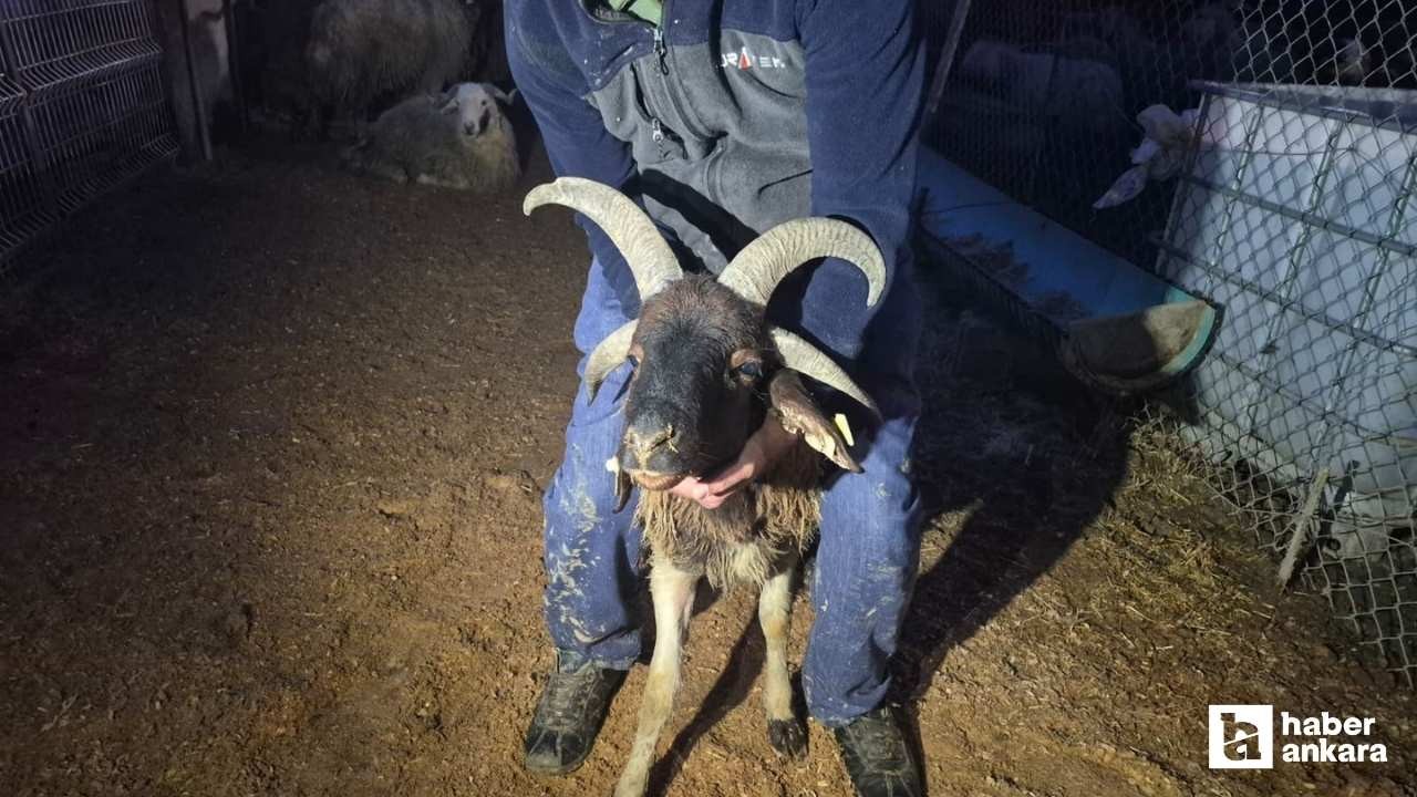 Yenimahalle'de kurban pazarında gece hareketliliği yaşanıyor