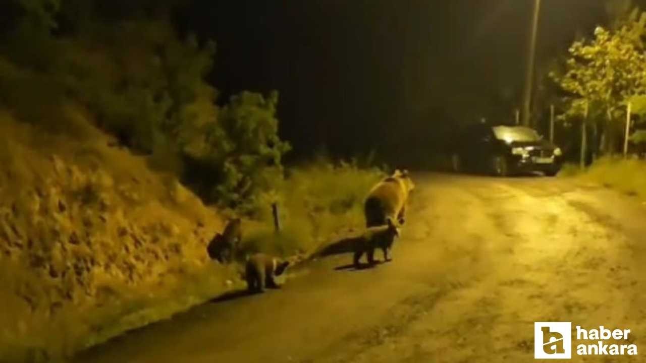 Kızılcahamam'da oturan vatandaş anne ayı ve 3 yavrusu ile komşu oldu