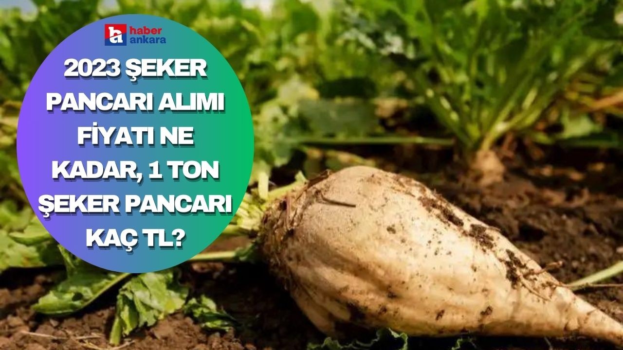 2023 Şeker pancarı alımı fiyatı ne kadar, 1 ton şeker pancarı kaç TL oldu?