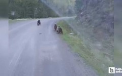 Beypazarı'nda eve giderken 3 ayı ile karşı karşıya geldi