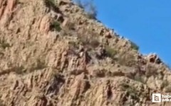 Beypazarı'nda koyunlarını otlatan çoban domuz sürüsüyle karşılaştı
