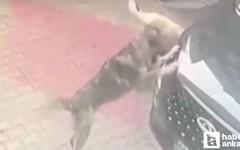 Ankara'da sahipsiz köpekler otomobile saldırdı!