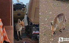 Polatlı'da karavanı ziyaret eden tilki yüzleri gülümsetti