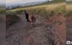 Akyurt'ta kaçan kurbanlıklar tek tek yakalandı