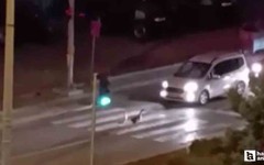 Beypazarı'nda yaya geçidini kullanan kazlar kameraya takıldılar