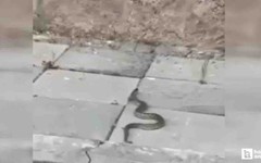Beypazarı'nda sokak ortasında görülen yılan tedirgin etti