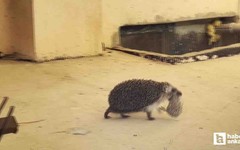 Çankaya'da yavrusunu ağzında taşıyan kirpi ilgi odağı oldu