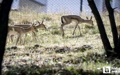 Altınköy Açık Hava Müzesi'nde üç ceylan yavrusu dünyaya geldi