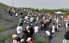 ABB'den Başkentlilere Lavanta Hasat Şenliği etkinliği!