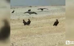 Nesli tükenme riski bulunan kara akbabalar Polatlı'da görüntülendi