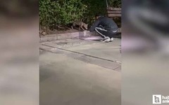 Etimesgut'ta parkta yiyecek arayan tilki görüntülendi