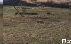 Elmadağ’da yaban domuzu sürüsü kameralara yakalandı