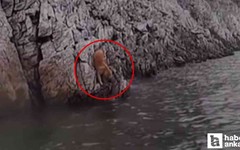 Ankara'da bir içerik üreticisi barajda mahsur kalan köpeği kurtardı!
