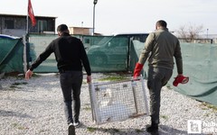 Göç eden kuğu Elmadağ'da bir evin bahçesine düştü