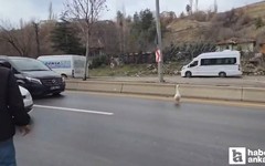 Elmadağ'da çiftlikten kaçan kaz yola atladı!