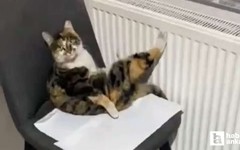 Ankara'da bir pastaneye her gün gelen kedi viral oldu