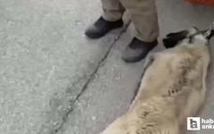 Yenimahalle'de köpeği bağlayıp sürükleyen sürücü gözaltına alındı