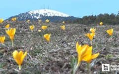 Kızılcahamam'da baharın müjdecisi çiğdemler çiçek açtı