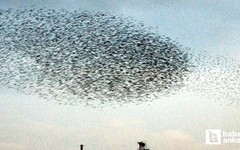 Sincan'da binlerce kuşun gökyüzündeki dansı hayran bıraktı