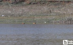 Ekimde kurumuştu: Çubuk’taki Kızılca Göleti yeniden doldu!