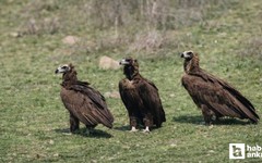 Dev kanatlar sürü halinde Kızılcahamam'da görüntülendi