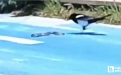 Gölbaşı'nda bir parkta saksağan ile yılanın mücadelesi görüntülendi
