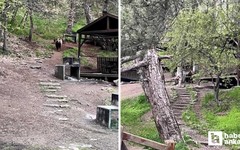 Kızılcahamam Soğuksu Milli Parkı'nda ayı ailesi görüntülendi